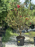 Crepe Myrtle - Enduring Red (Dwarf) 15 Gallon