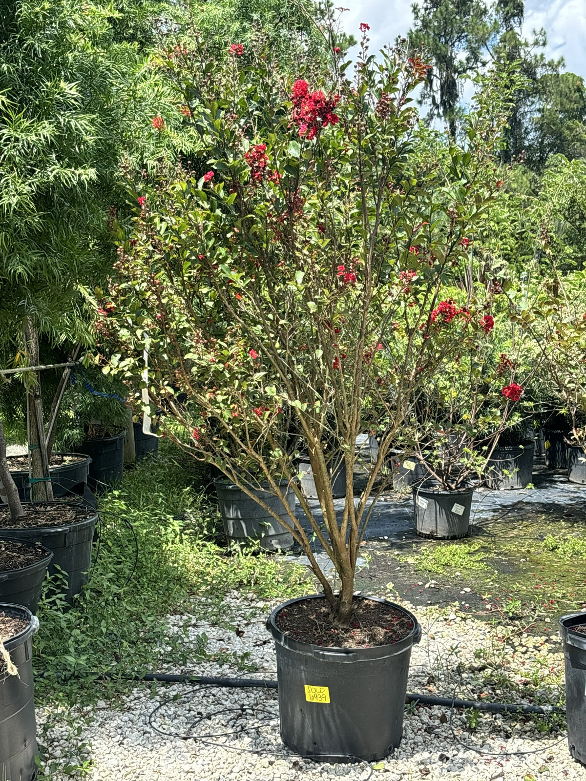 Crepe Myrtle - Enduring Red (Dwarf) 15 Gallon