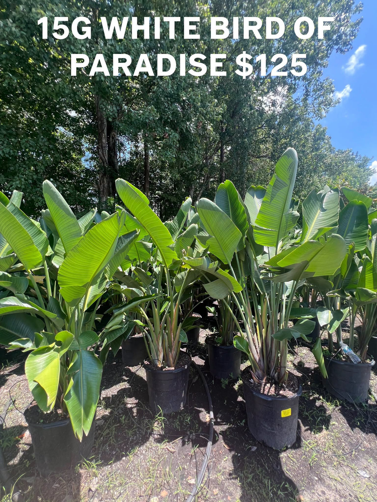 White Bird of Paradise - 15 Gallon