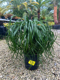 Ponytail Palm 3 Gallon