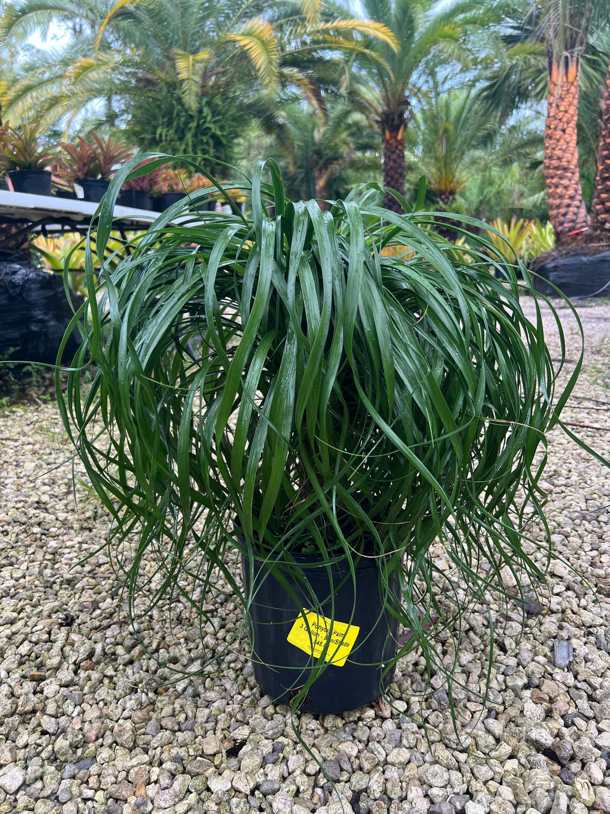 Ponytail Palm 3 Gallon