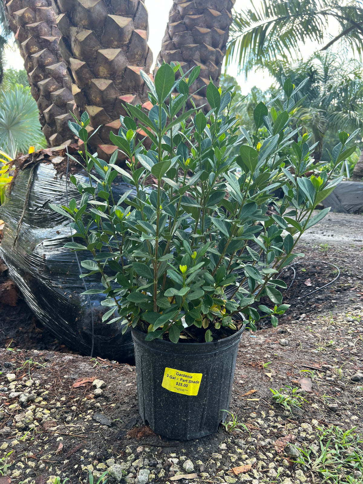 Button Gardenia 3 Gallon