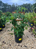 Purple Passion Vine 3 Gallon