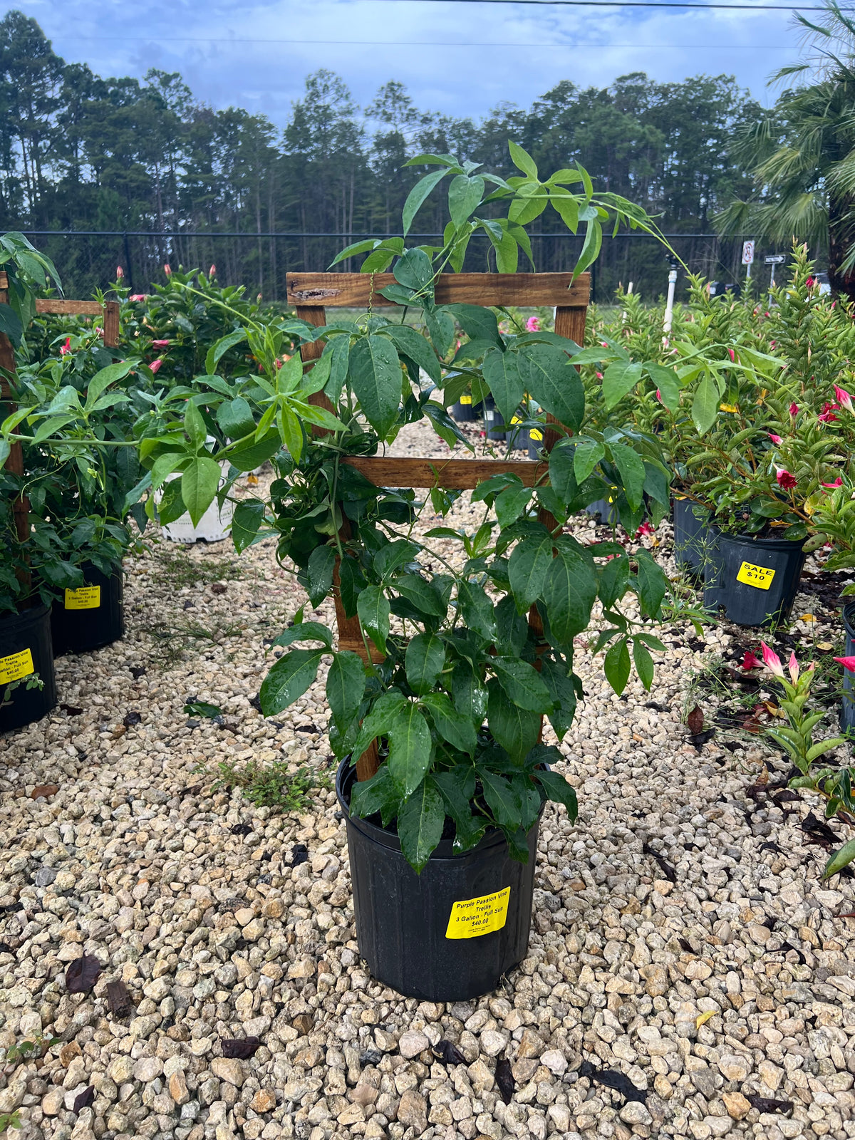 Purple Passion Vine 3 Gallon