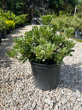 Variegated Pittosporum 3 Gallon