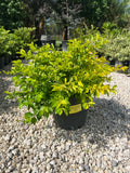 Duranta Gold Mound 3 Gallon