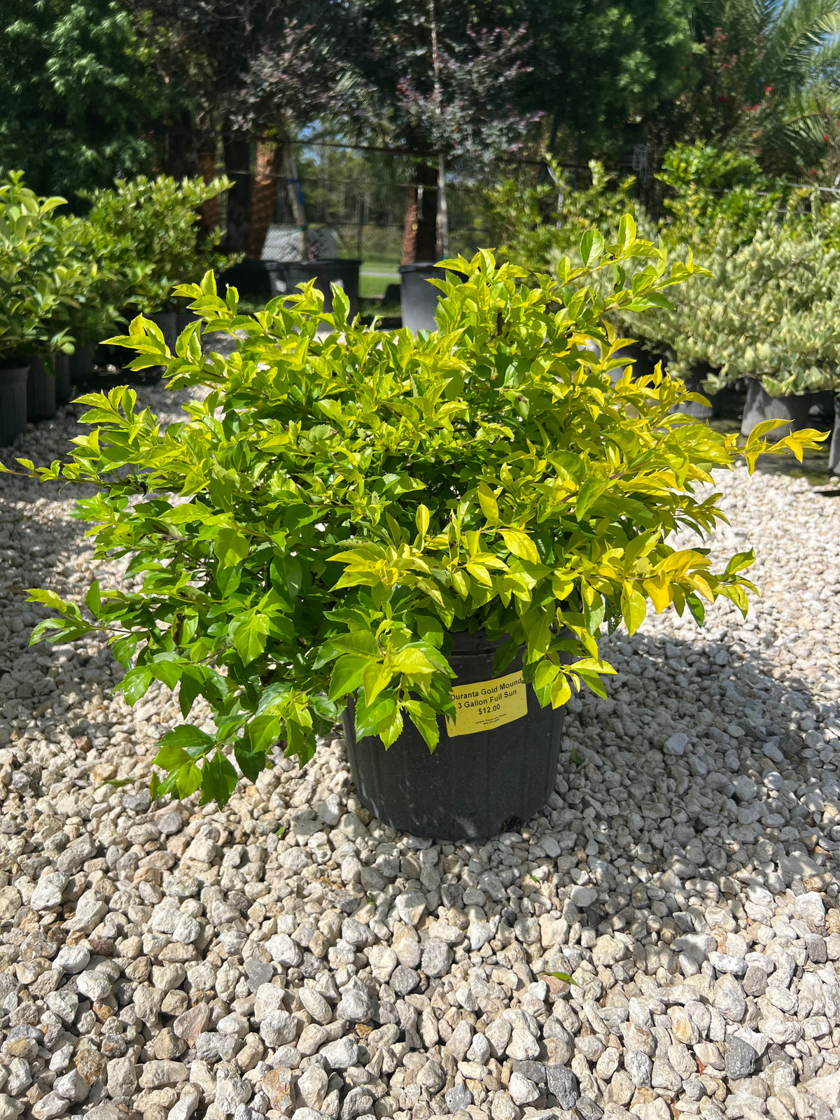 Duranta Gold Mound 3 Gallon