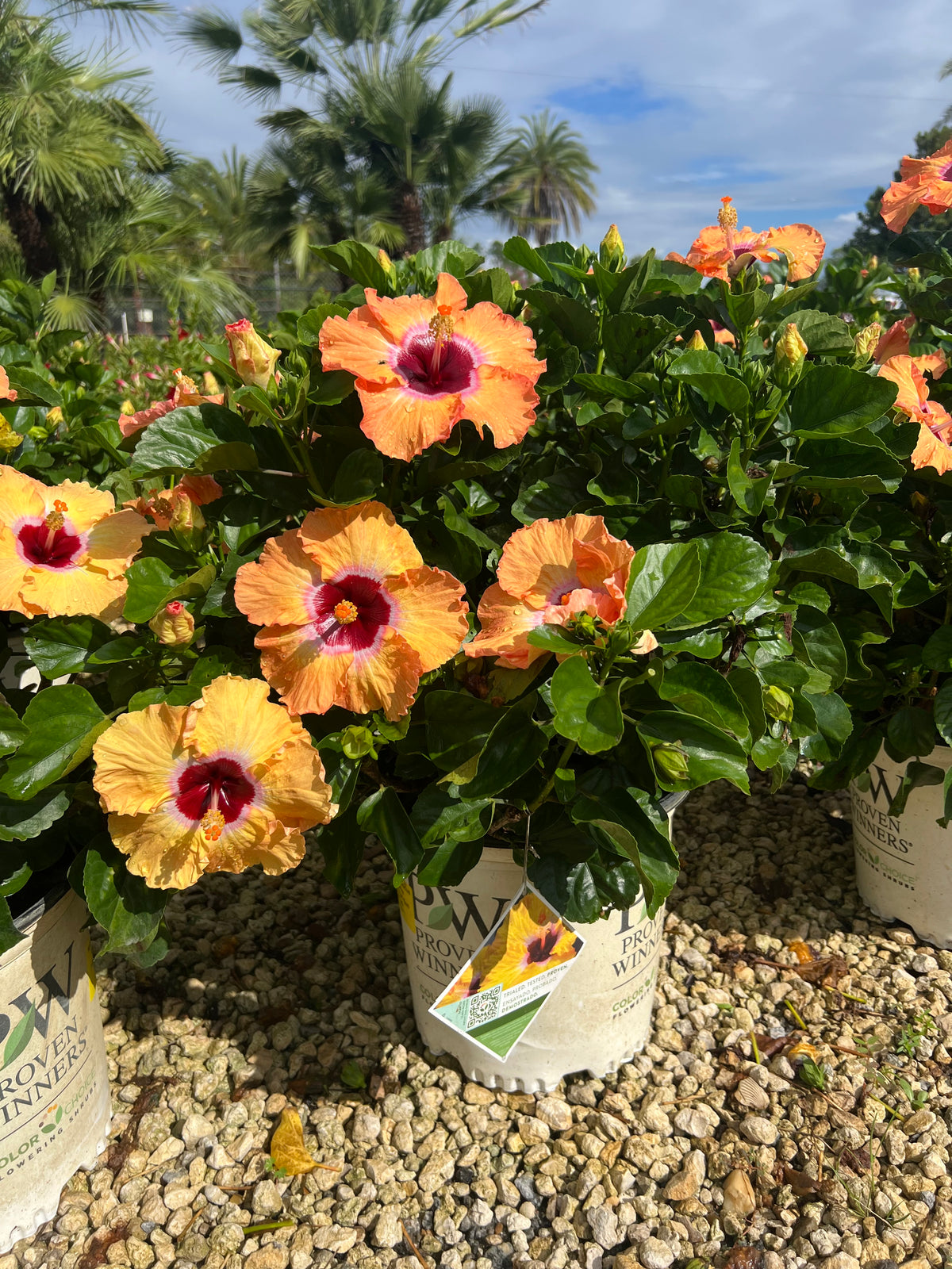 PW Hibiscus 7 Gallon