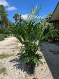 Cat palm 3 Gallon