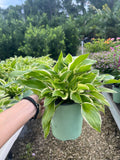 Sun Hosta 1 Gallon