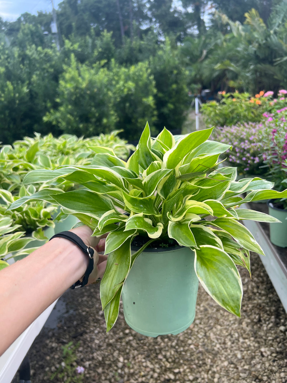 Sun Hosta 1 Gallon