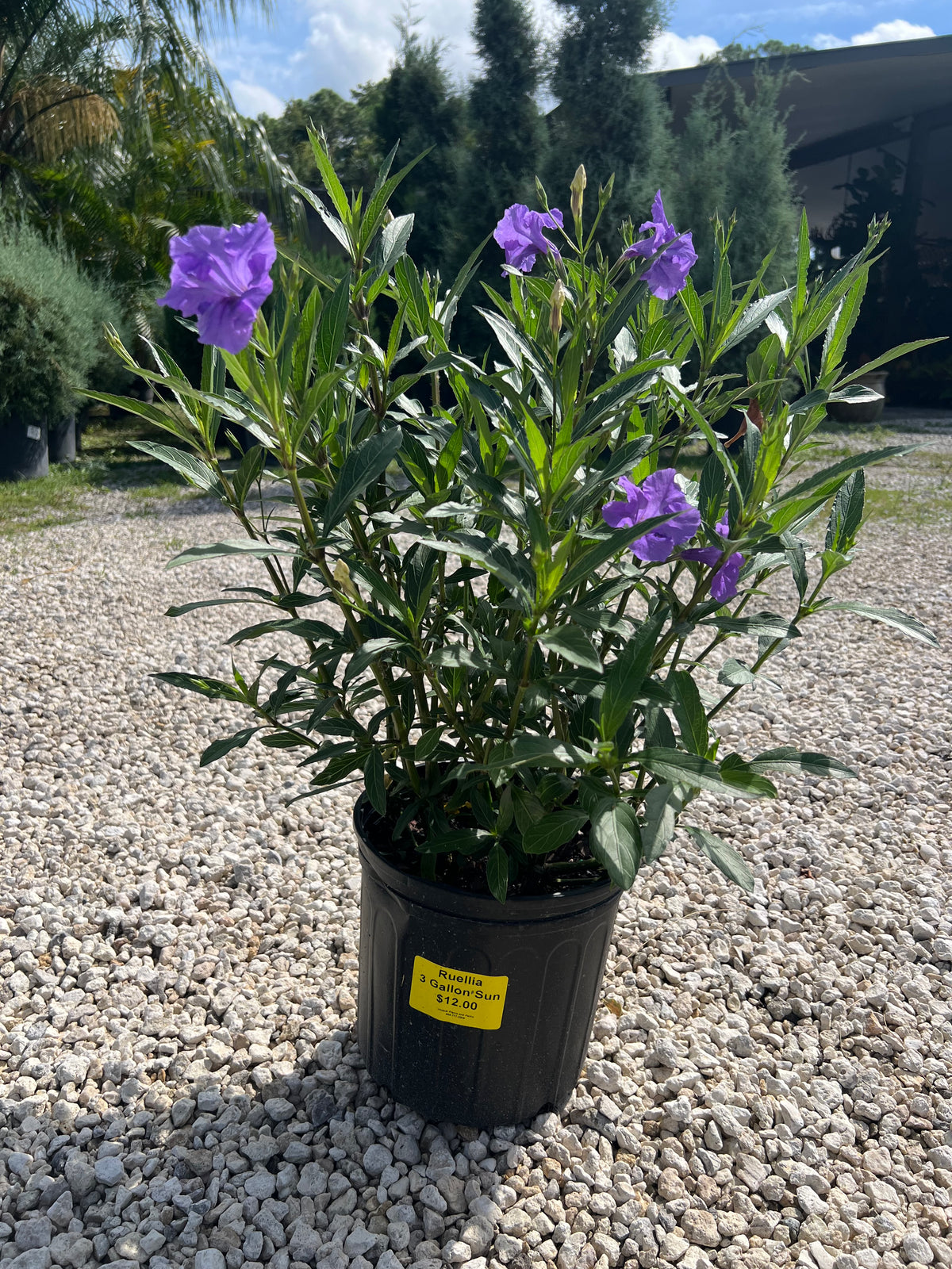 Ruellia 3 Gallon
