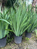Apostle Iris 3 Gallon