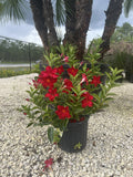 Dipladenia (Red) 3 Gallon