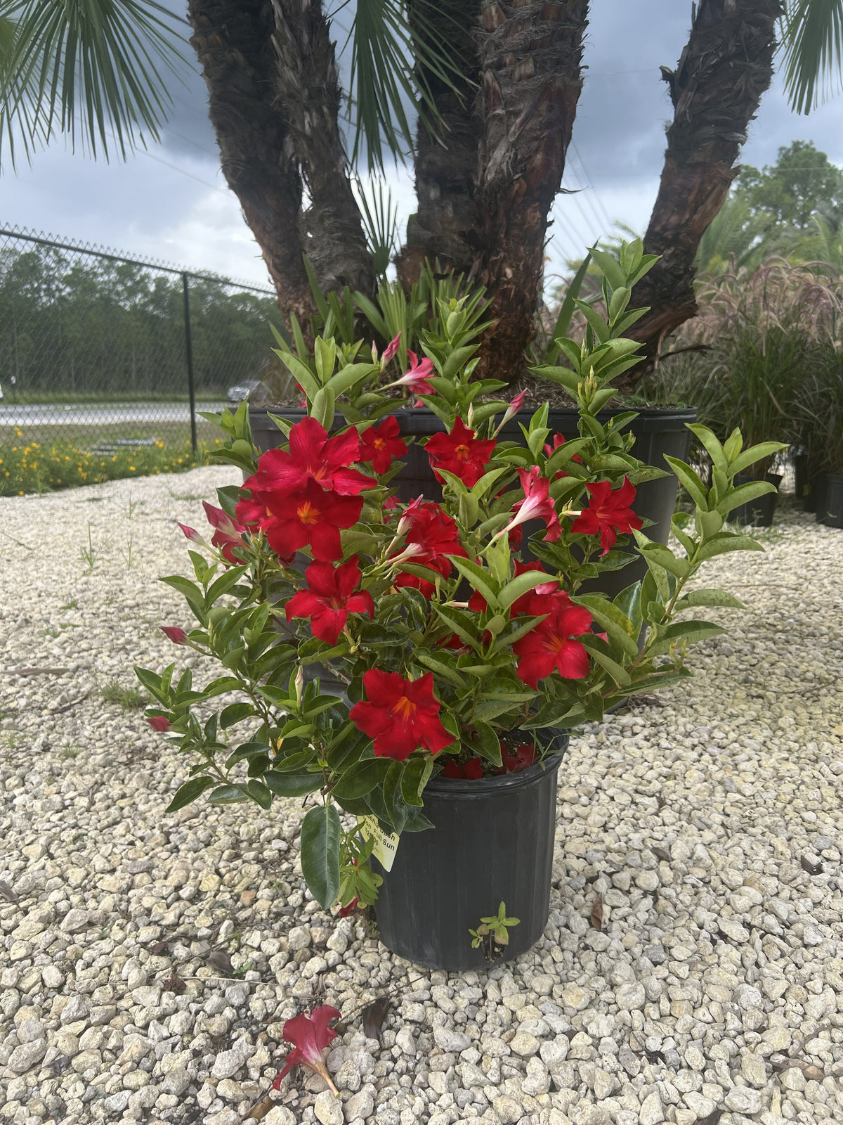 Dipladenia (Red) 3 Gallon