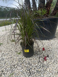 Red Fountain Grass - 3 Gallon