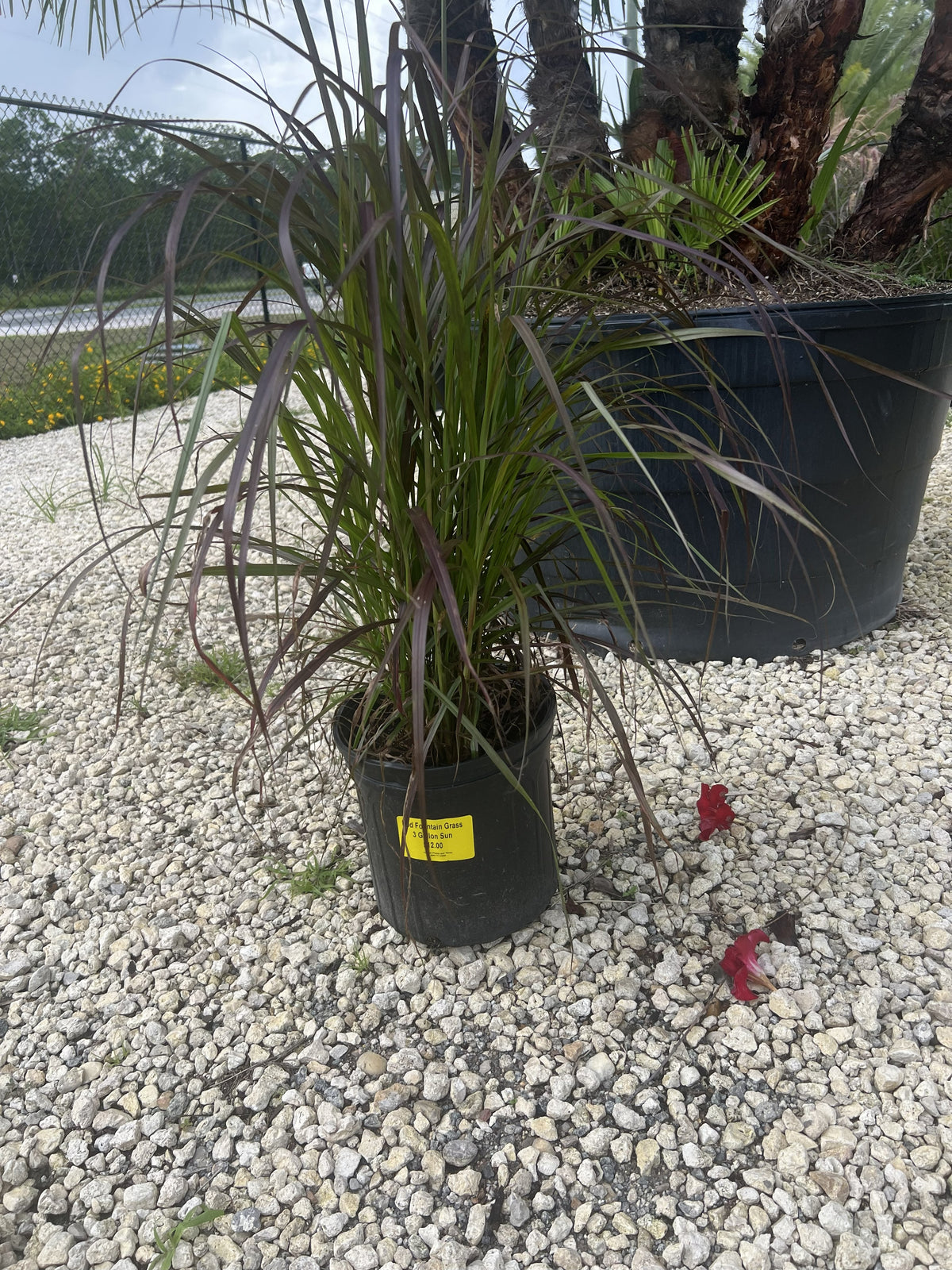 Red Fountain Grass - 3 Gallon