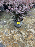 Loropetalum - 3 Gallon