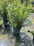 Podocarpus Maki - 3 Gallon