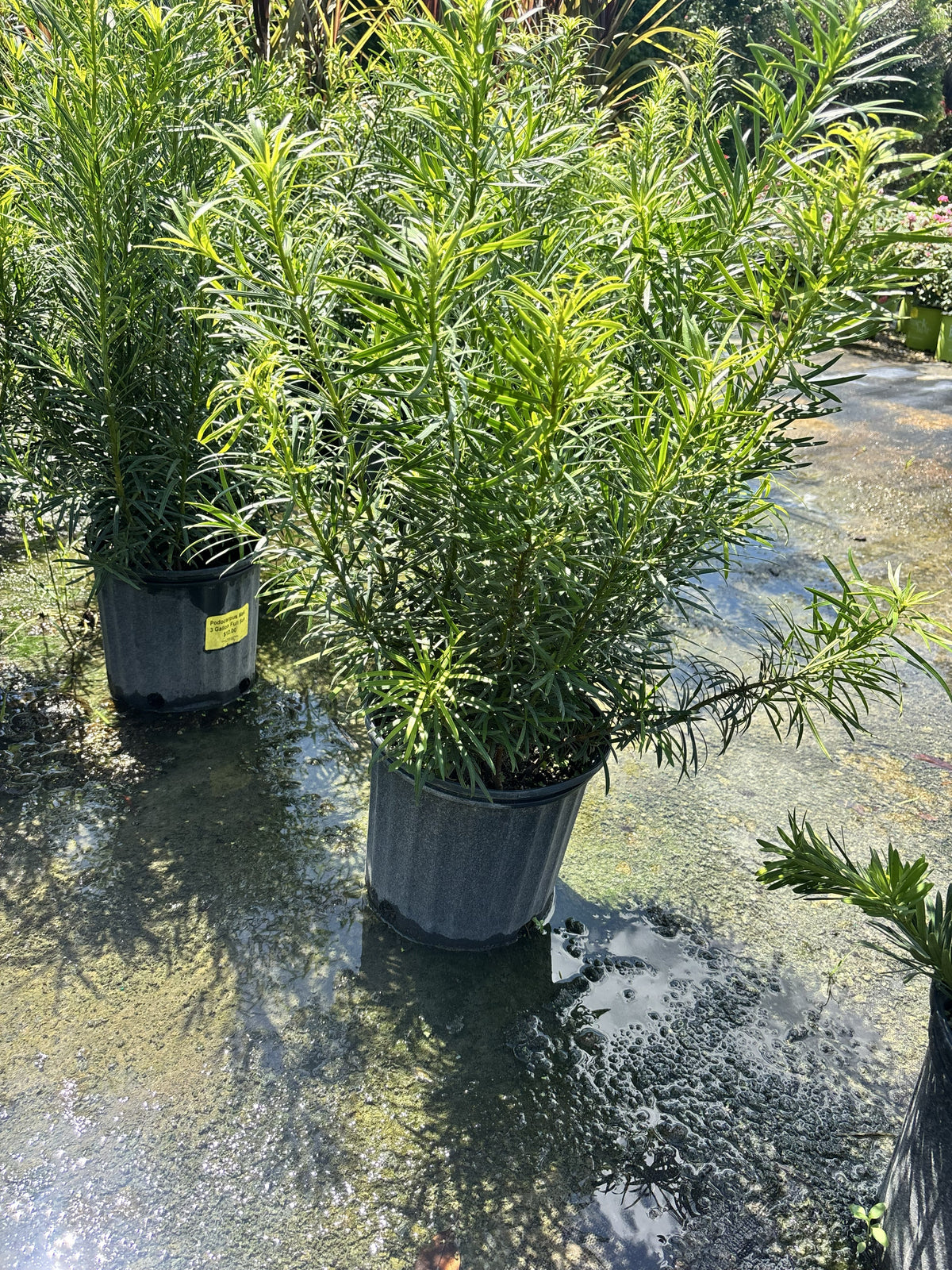 Podocarpus Maki - 3 Gallon