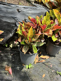 Petra Croton - 3 Gallon