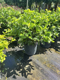 Sweet Viburnum - 3 Gallon