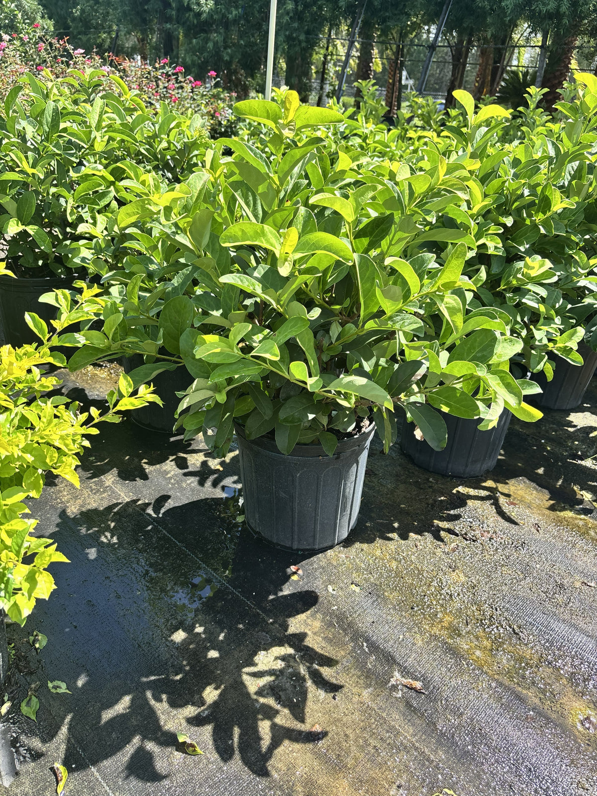 Sweet Viburnum - 3 Gallon