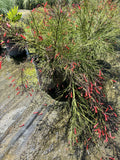 Firecracker Ferns - 3 Gallon