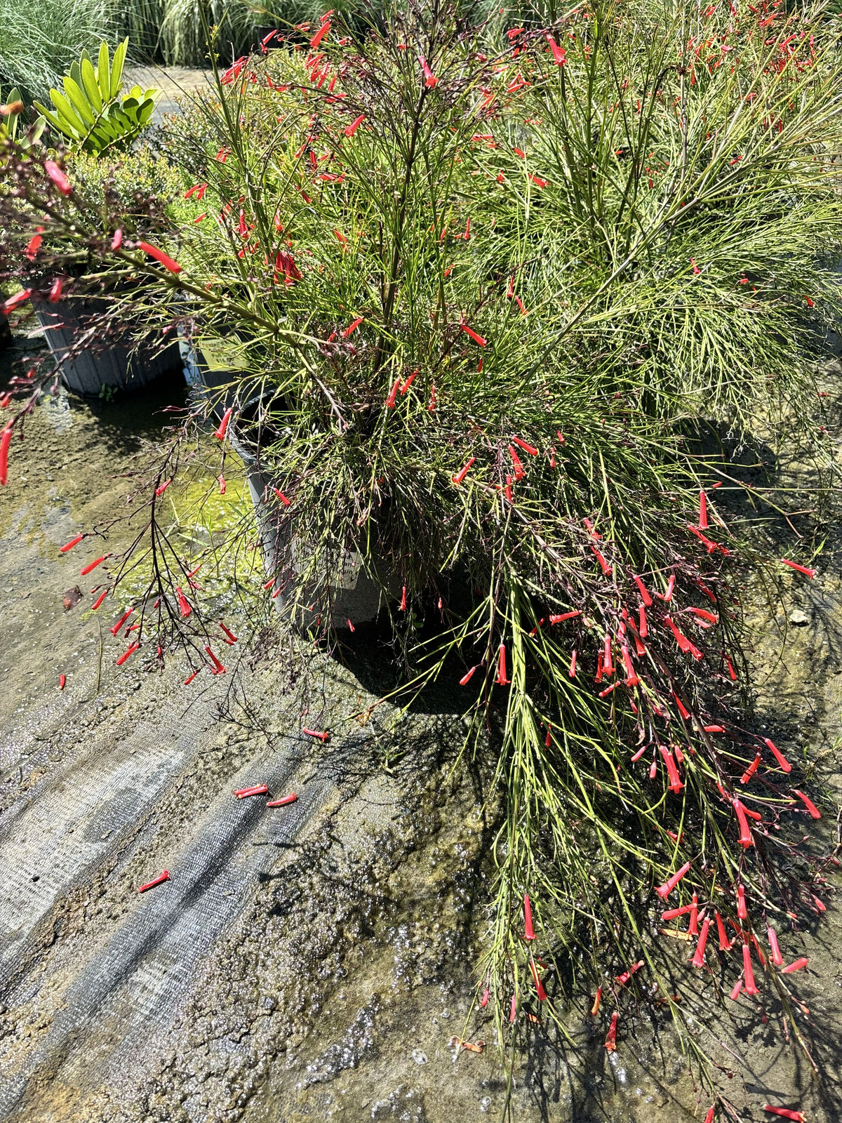 Firecracker Ferns - 3 Gallon