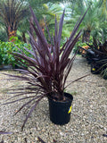 Cordyline Red Star 3 Gallon