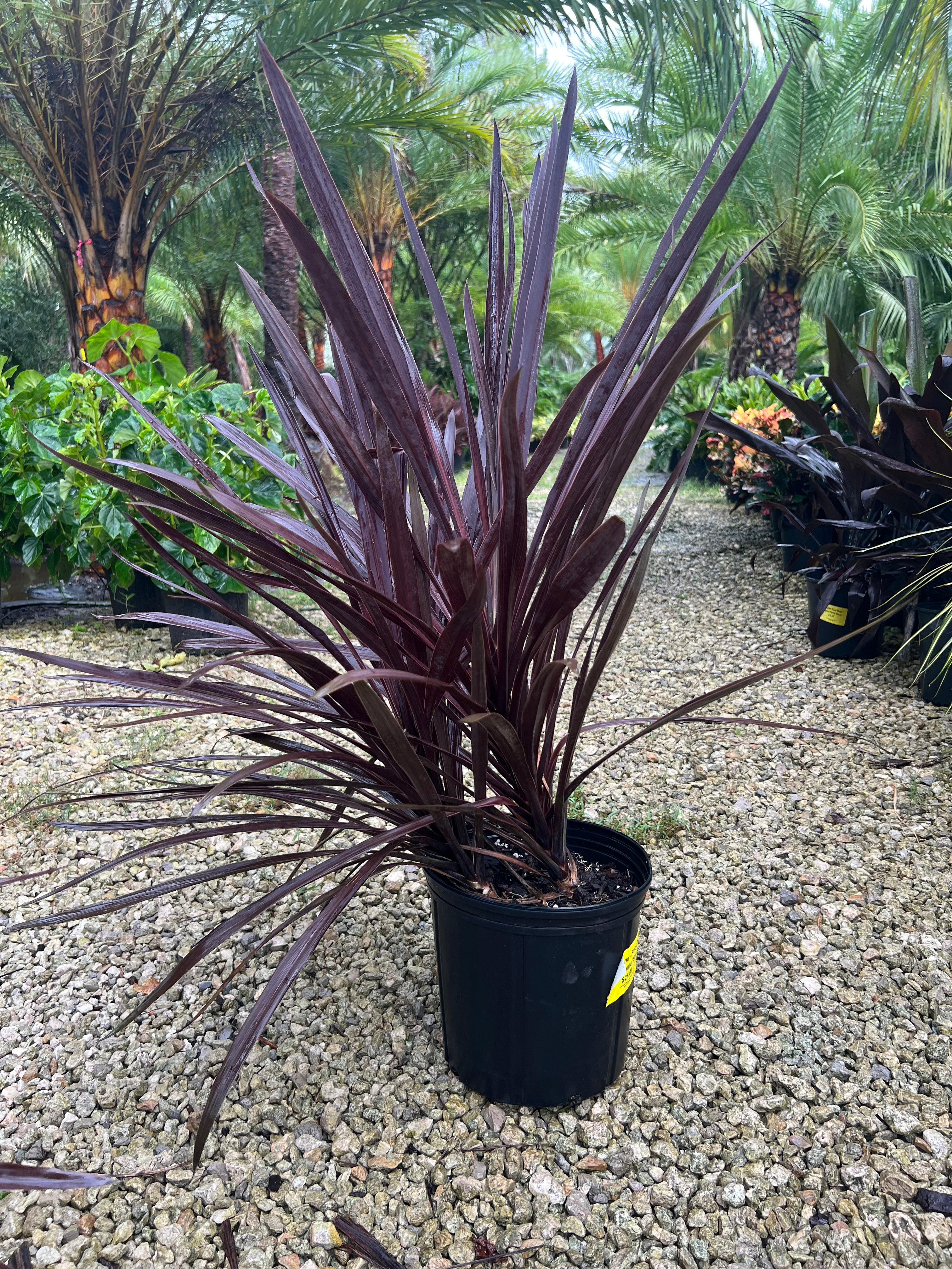 Cordyline Red Star 3 Gallon