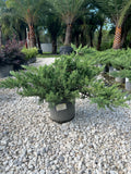 Pro Nana Juniper 3 Gallon