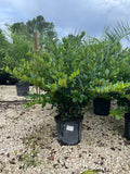 Green Ligustrum 7 Gallon