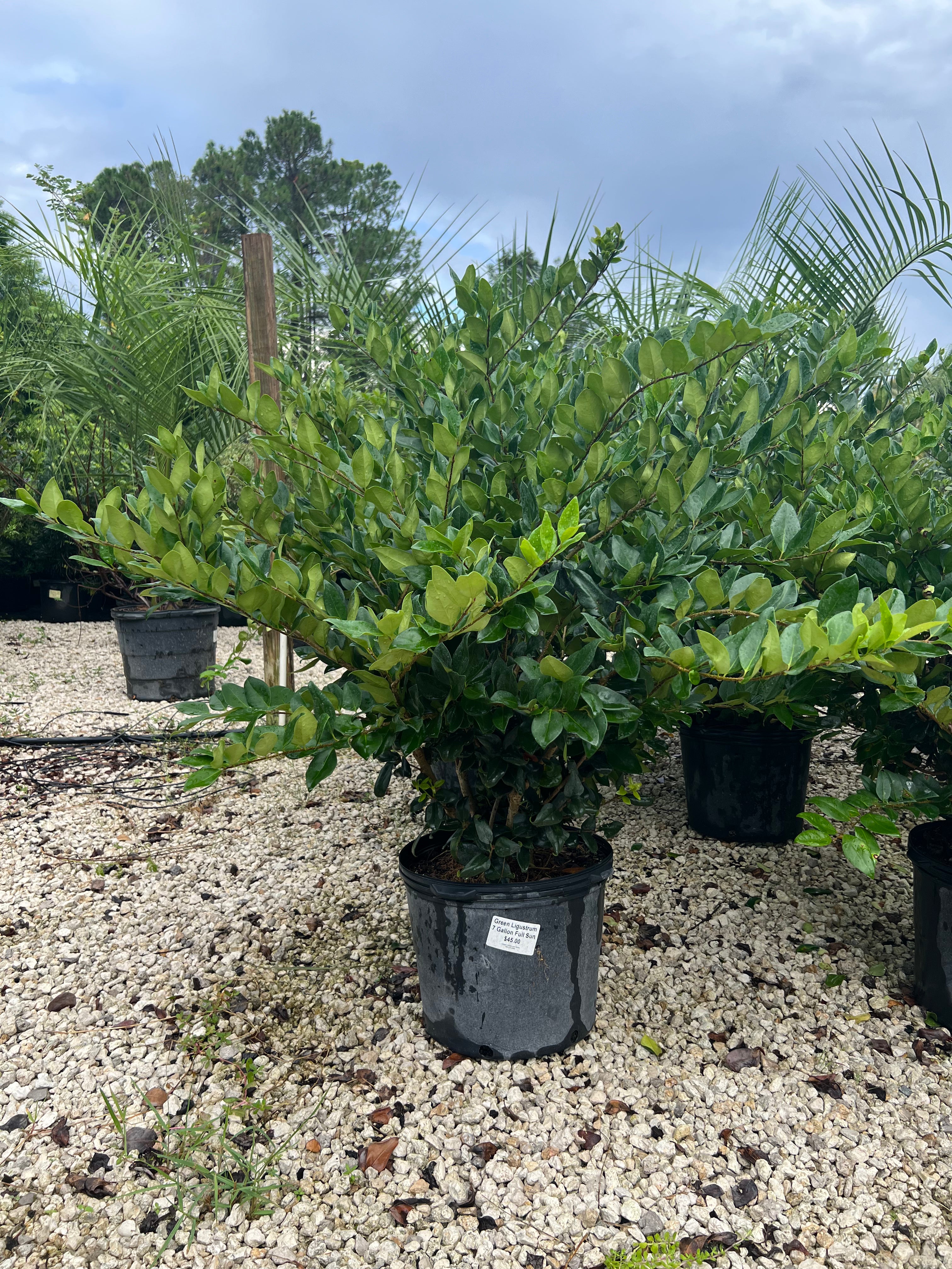 Green Ligustrum 7 Gallon