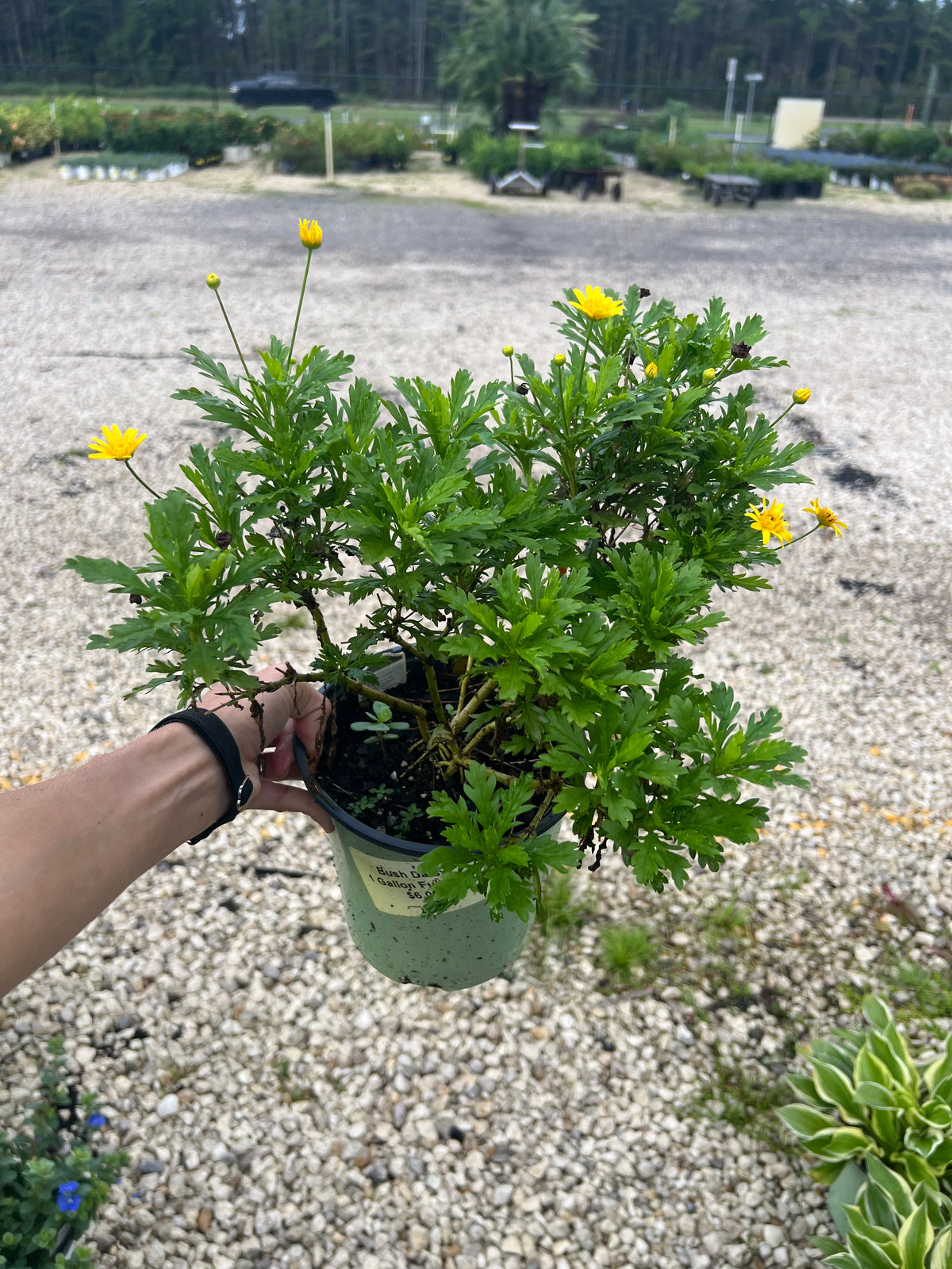Bush Daisy 1 Gallon