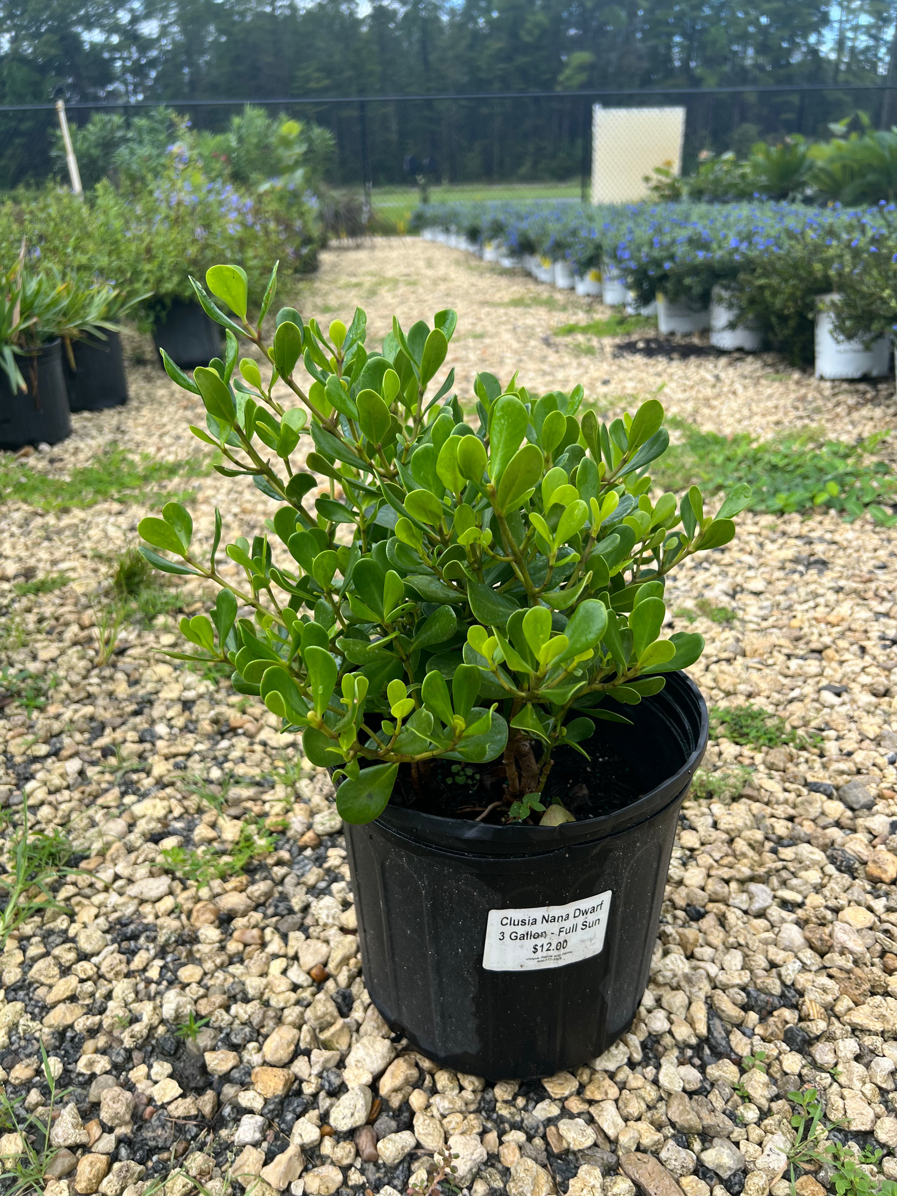 Clusia Nana Dwarf 3 Gallon