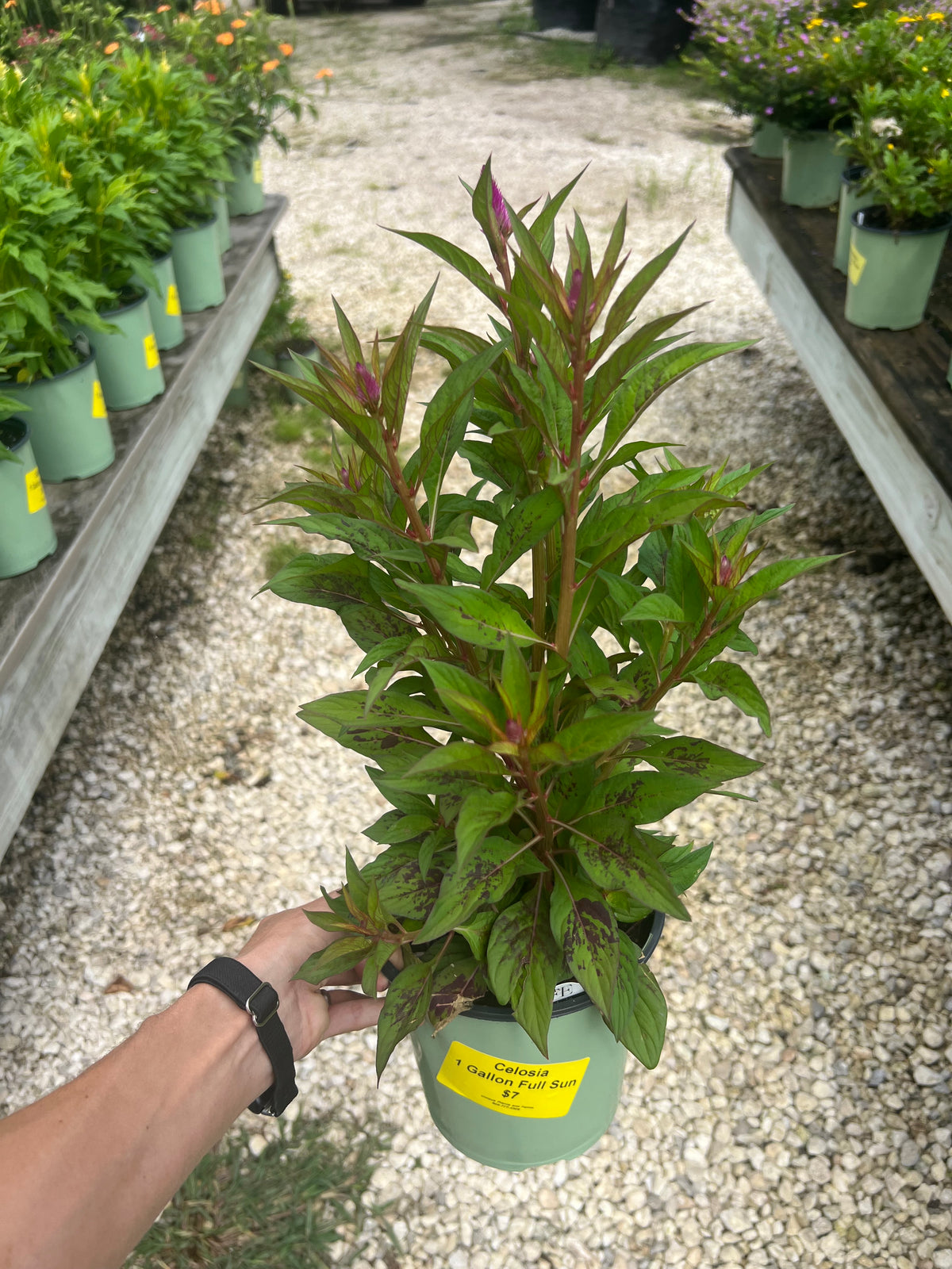 Celosia 1 Gallon. Multiple Colors