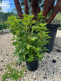 Arboricola (Green Leaf) 3 Gallon