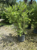 Bottlebrush Bush - 7 Gallon