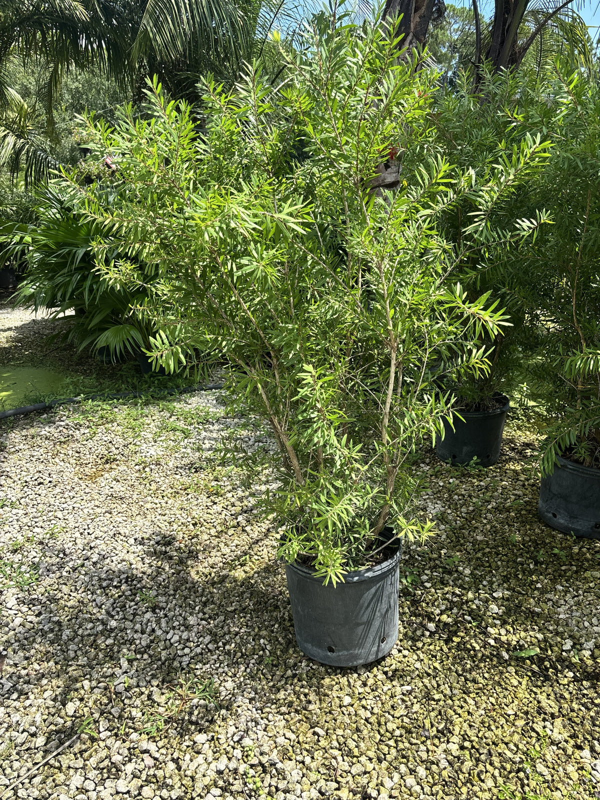 Bottlebrush Bush - 7 Gallon