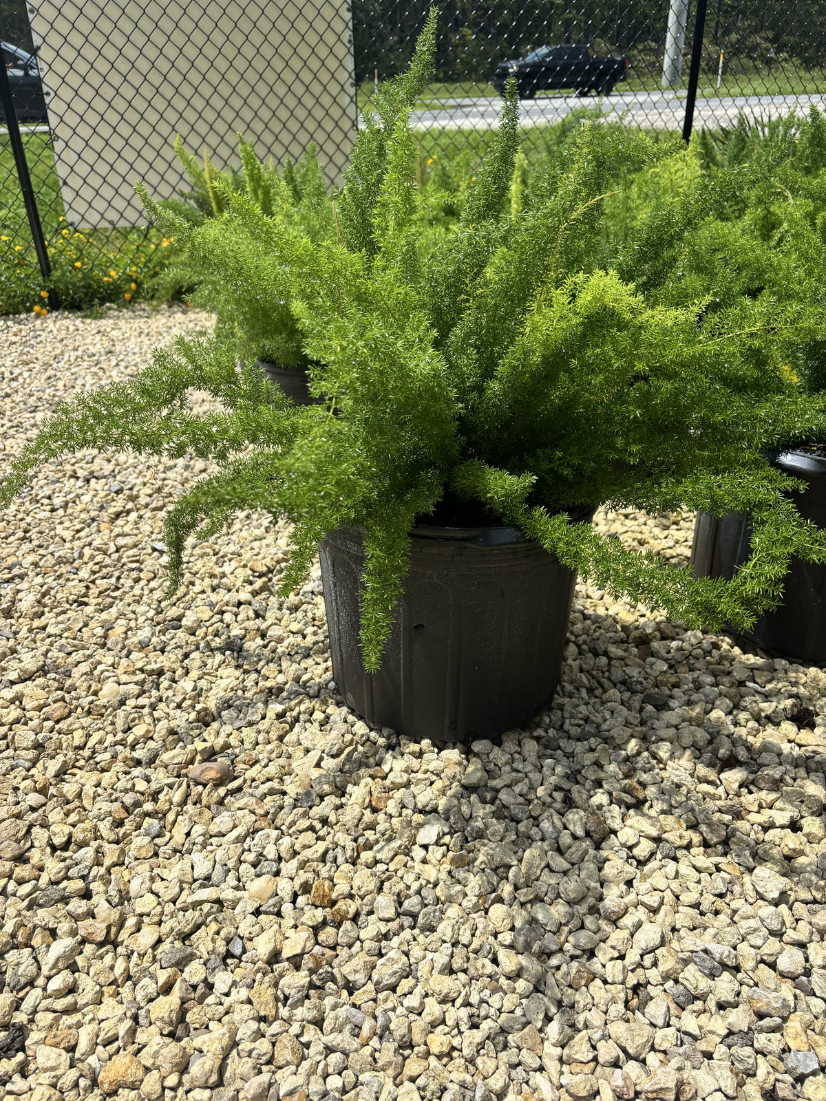 Foxtail Fern - 7 Gallon