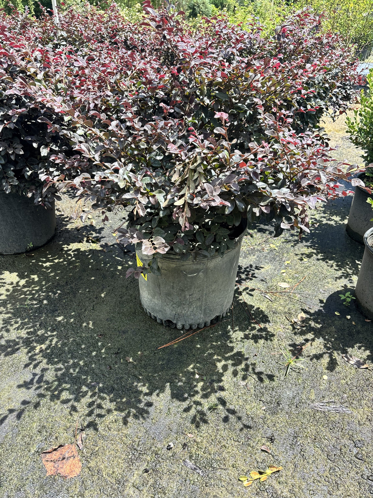 Lorapetlum - 7 Gallon