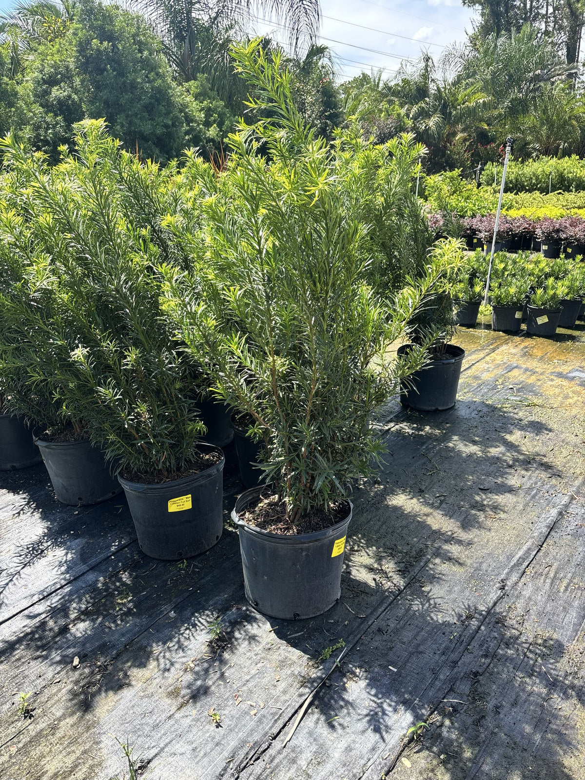 Podocarpus Maki - 7 Gallon