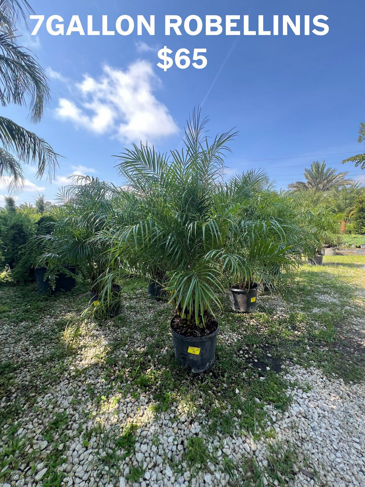 Robellini - 7 Gallon