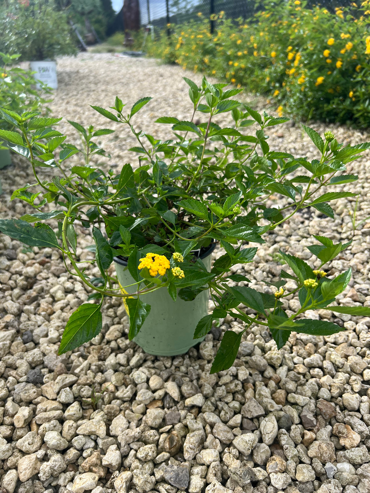 Lantana New Gold 1 Gallon