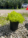 Lemon Ball Sedum 1 Gallon