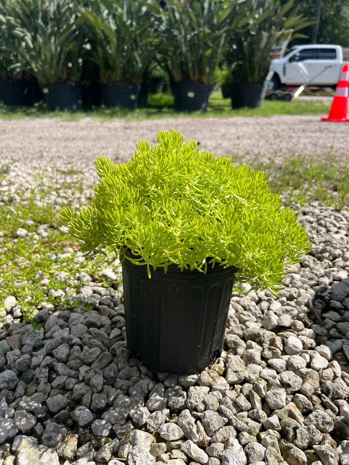 Lemon Ball Sedum 1 Gallon