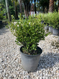 Japanese Boxwood 3 Gallon