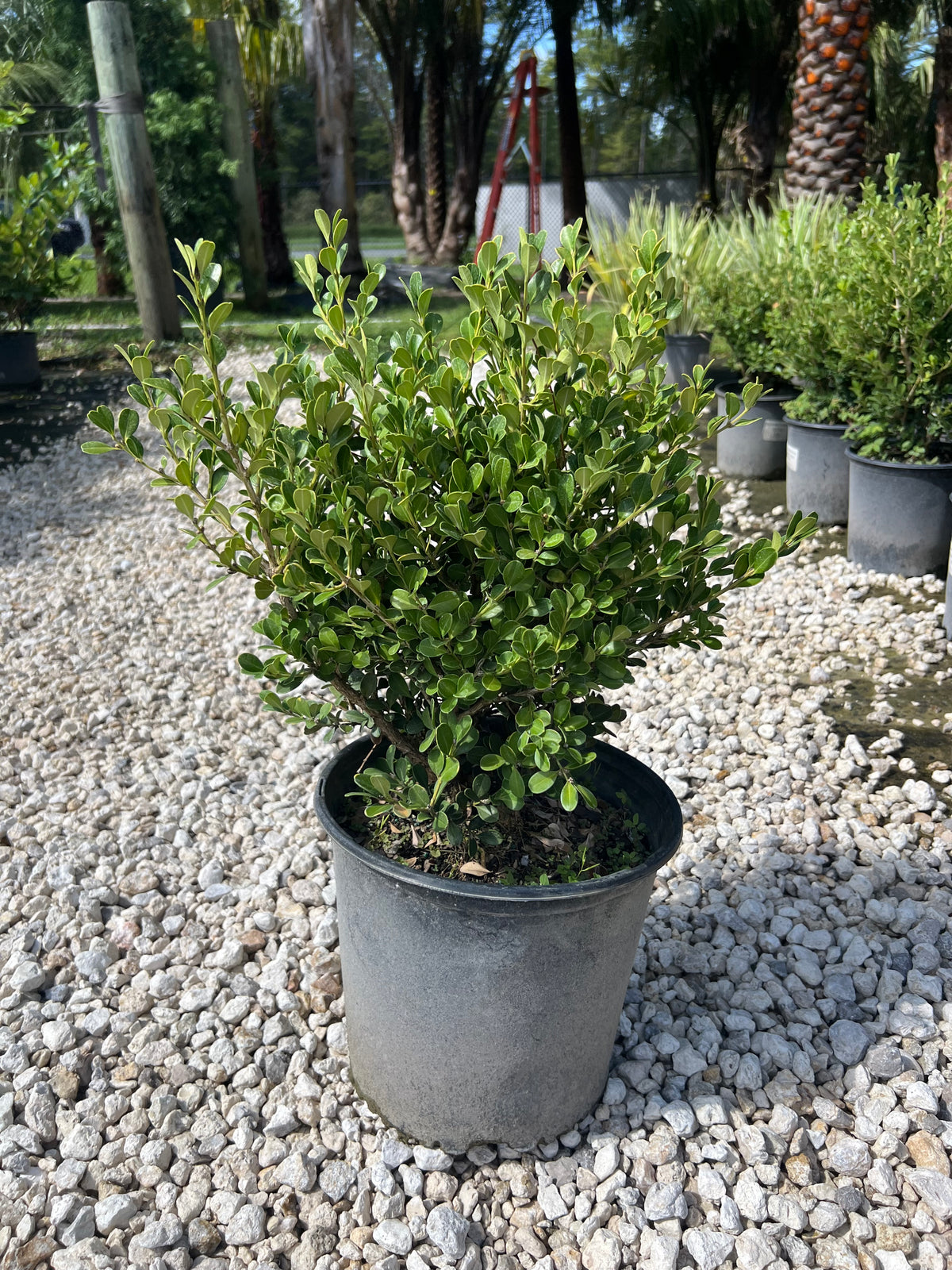 Japanese Boxwood 3 Gallon