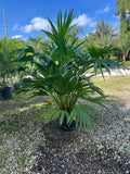 Chinese Fan Palm 3 Gallon
